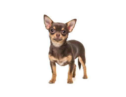 Chihuahua Smooth Coat Dog Breed Information Purina